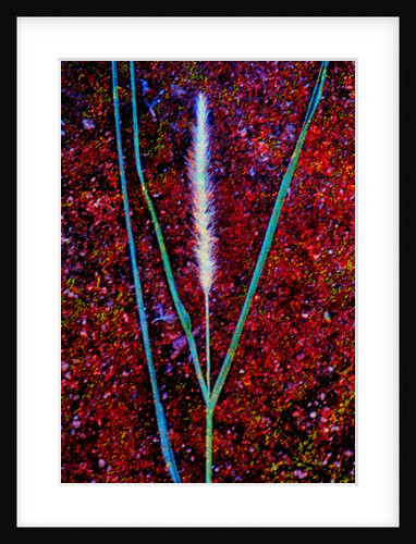 Grass by Anonymous