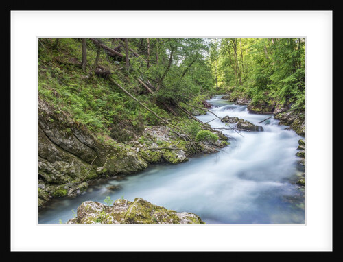 Vintgar Gorge by Anonymous