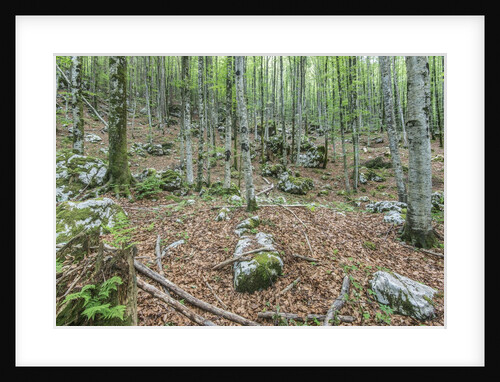 Mountain Forest by Anonymous