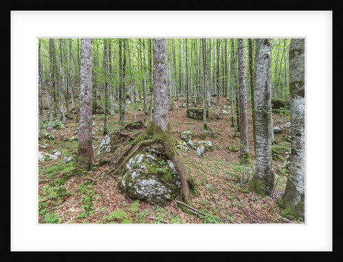 Mountain Forest by Anonymous