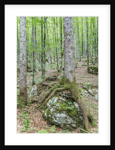 Mountain Forest by Anonymous