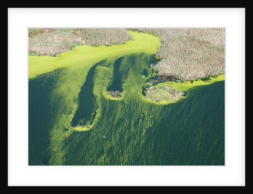 Aerial view of green algae on pond by Anonymous