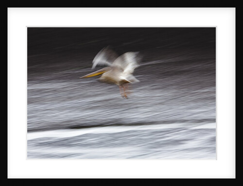 Great White Pelican, Kenya by Anonymous