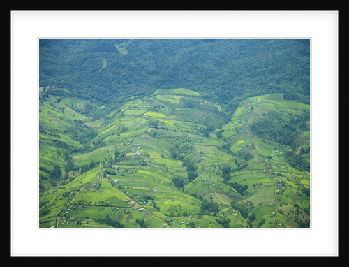 Aerial view of tea plantations, Kenya by Anonymous