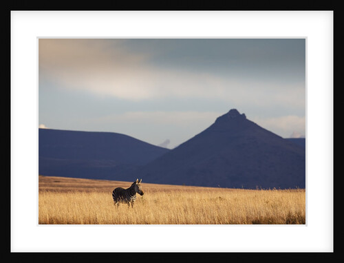 Mountain Zebra in field by Anonymous