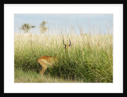 Puku in tall grass, Botswana by Anonymous