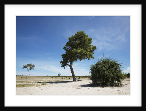 Trees in Chobe National Park by Anonymous
