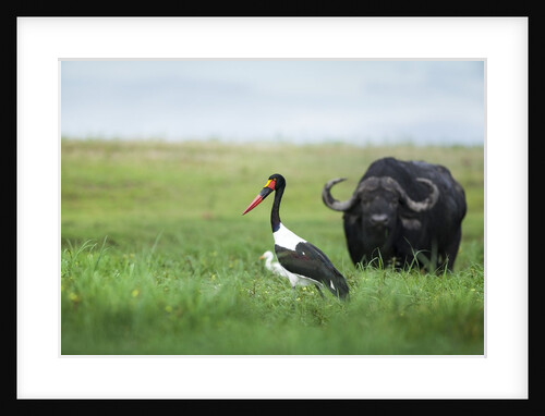 Saddlebilled stork and buffalo, Botswana by Anonymous