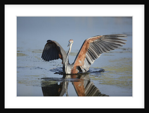 Goliath Heron with spread wings by Anonymous