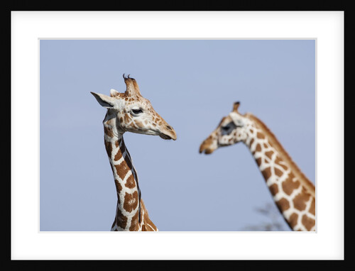 Female Reticulated Giraffe, Kenya by Anonymous