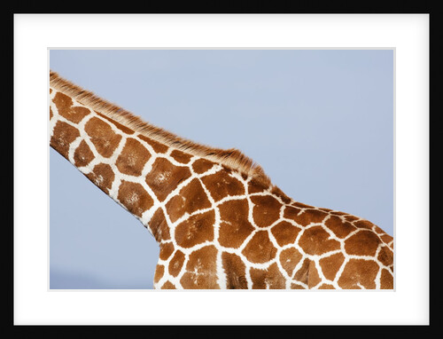 Reticulated giraffe neck, Kenya by Anonymous