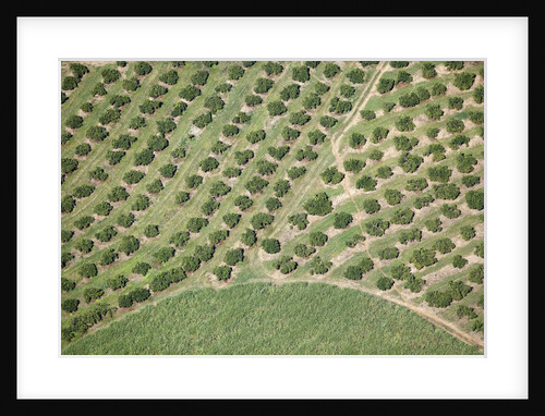 Citrus trees aerial view by Anonymous