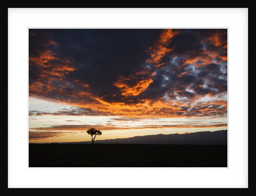 Acacia tree silhouette, Kenya by Anonymous