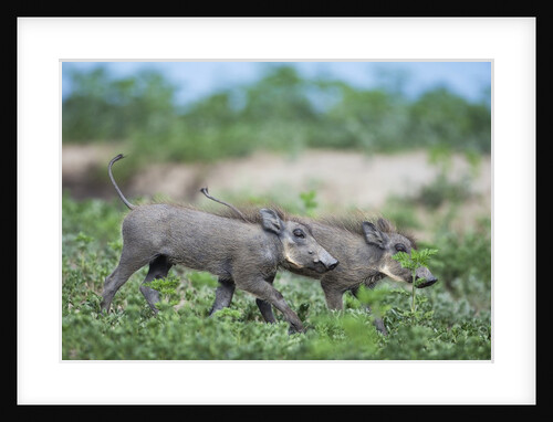 Warthog piglets, Botswana by Anonymous