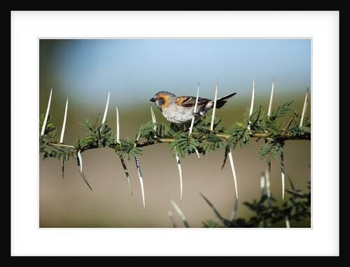 Bird in thorns, Kenya by Anonymous
