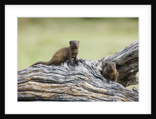 Dwarf Mongoose on log, Botswana by Anonymous