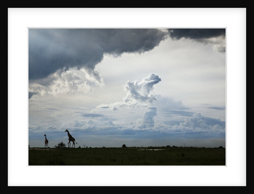 Giraffe and storm clouds, Botswana by Anonymous