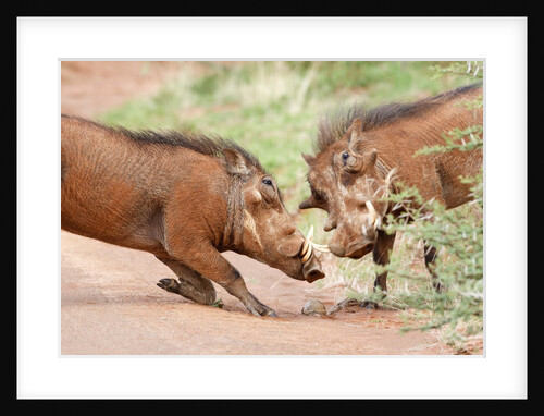 Fighting warthogs by Anonymous