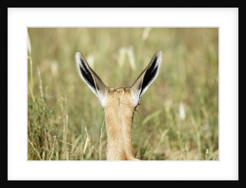 Springbok calf ears by Anonymous