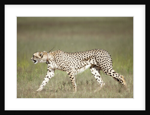 Cheetah with radio collar by Anonymous