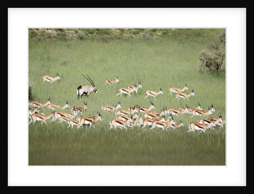 Springbok Herd by Anonymous