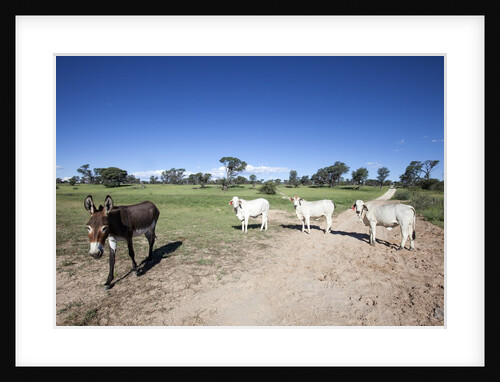 Donkey and cows by Anonymous