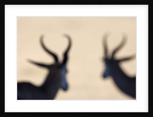 Springbok silhouette by Anonymous