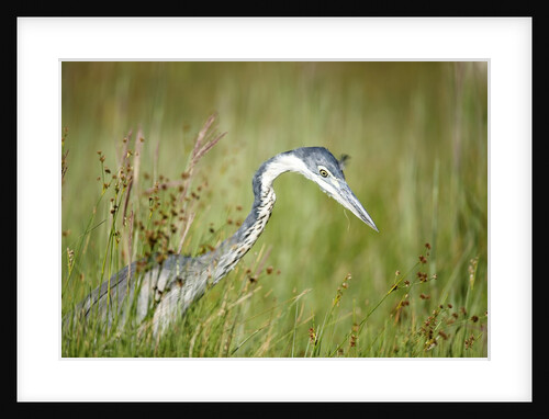 Blackheaded Heron hunting mice by Anonymous