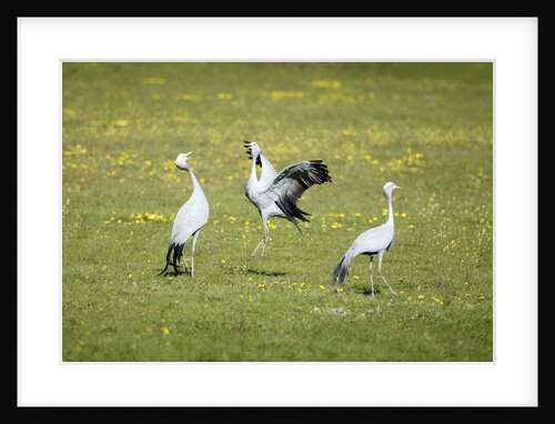 Blue Cranes courting by Anonymous