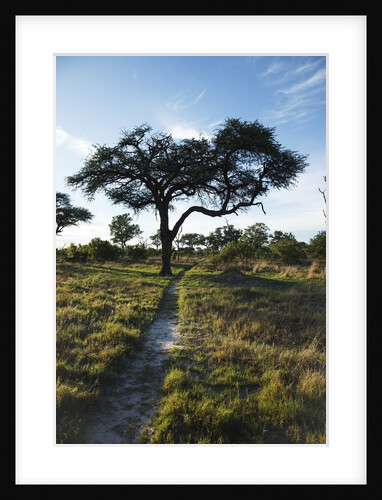 Acacia Tree by elephant path, Botswana by Anonymous