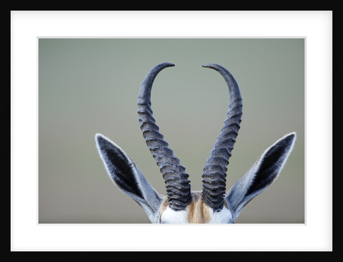 Horns and ears of Springbok by Anonymous