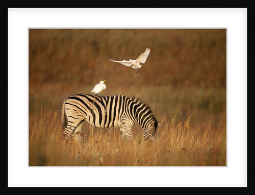 Cattle Egret ride on Zebras by Anonymous