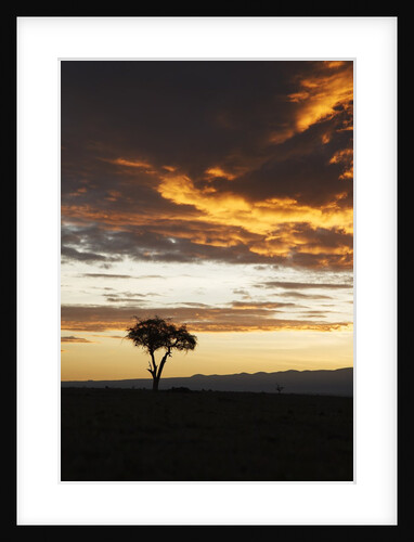 Acacia tree silhouette at dawn, Kenya by Anonymous