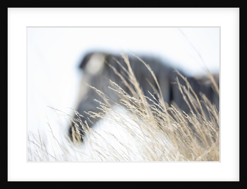 Zebra and thatch grass by Anonymous