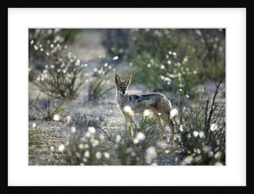 Blackbacked Jackal, Botswana by Anonymous