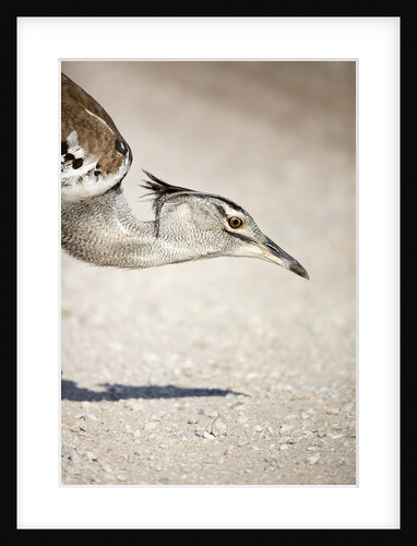 Kori Bustard, Botswana by Anonymous