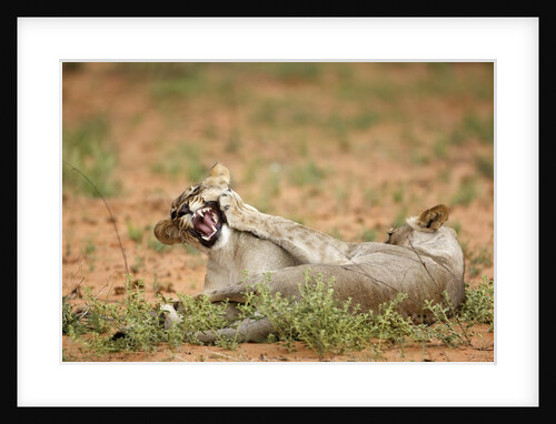 Young lions playing, Botswana by Anonymous
