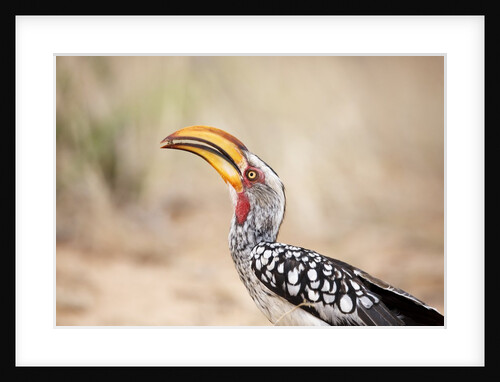 Yellow-billed Hornbill, Botswana by Anonymous