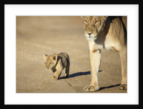Lioness and cub, Botswana by Anonymous