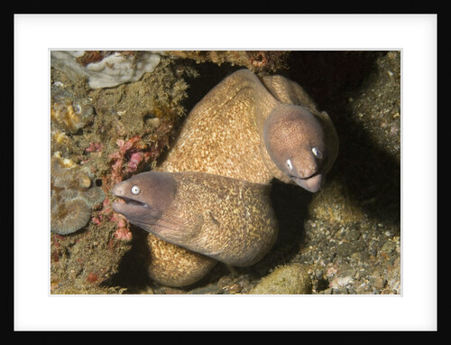 White-Eyed Moray Eels by Anonymous