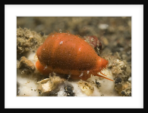 Translucent Tapering Cowrie by Anonymous