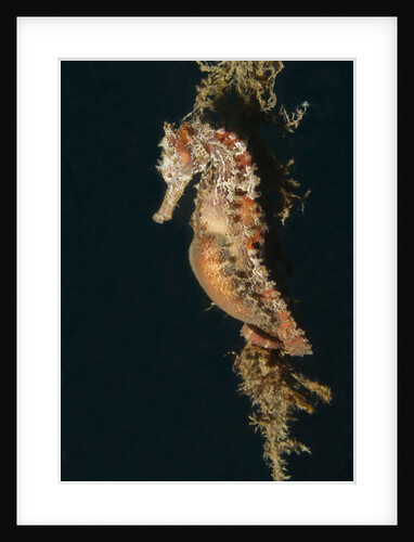 Common Seahorse by Anonymous