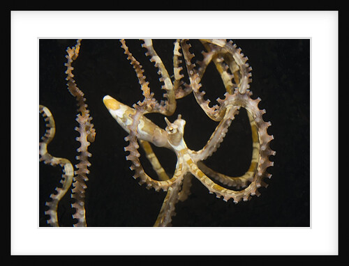 Wunderpuss Octopus free swimming by Anonymous