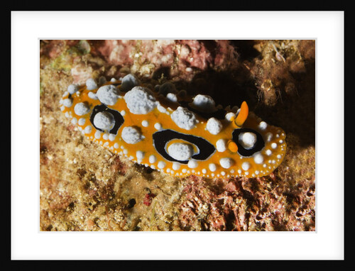 Ocellated Phyllidia Nudibranch by Anonymous