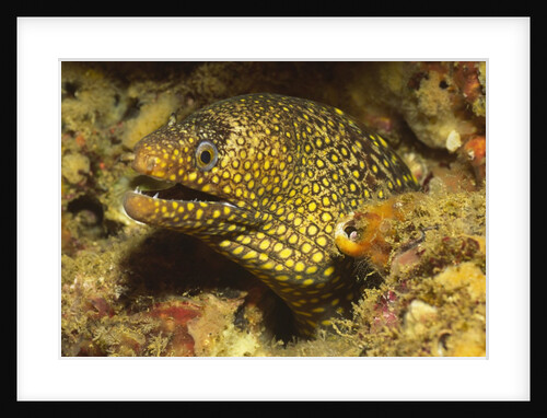 Jewel Moray Eel by Anonymous