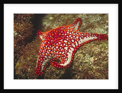 Panamic Cushion Star by Anonymous