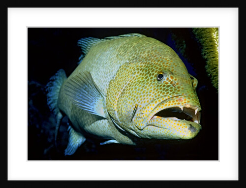 Leopard Grouper being cleaned by Anonymous
