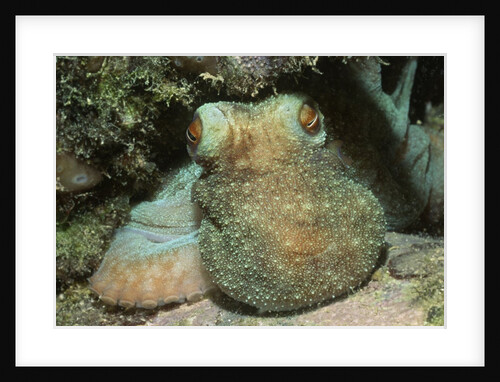 Caribbean Reef Octopus by Anonymous