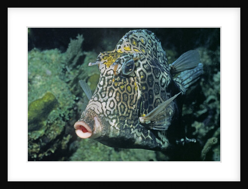 Honeycomb Cowfish by Anonymous