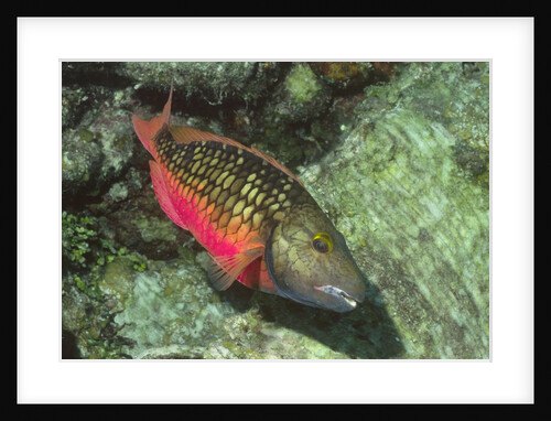 Stoplight Parrotfish by Anonymous